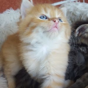 Meet your Posher, Nataliya